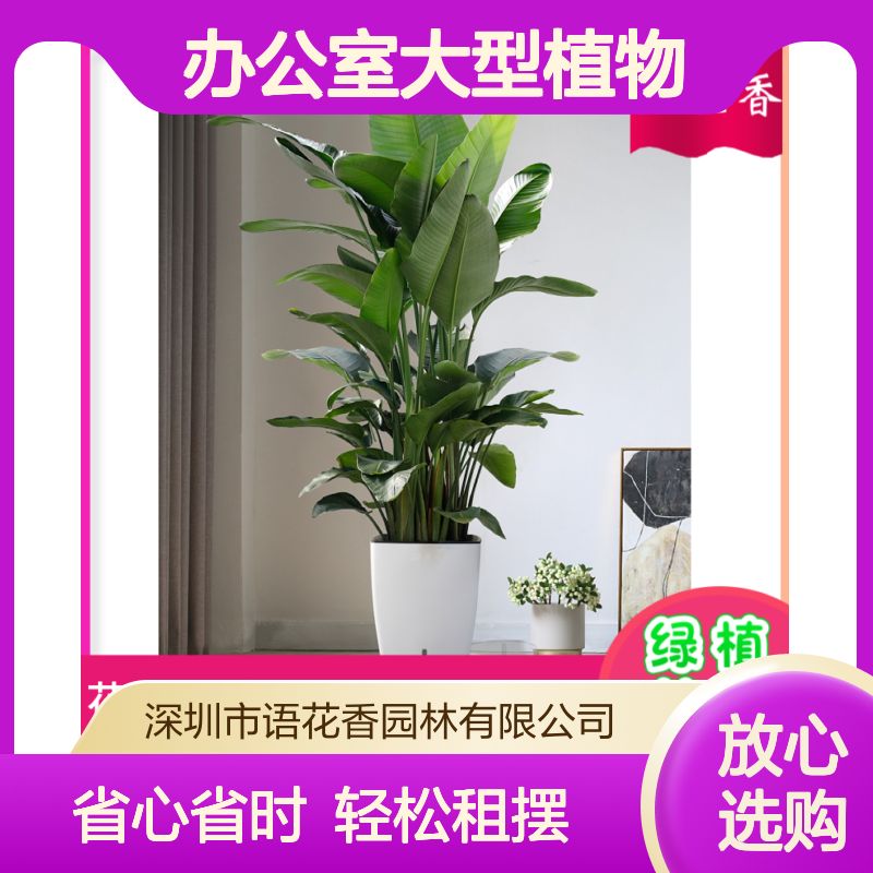 办公室大型植物龙须树盆栽 室内盆景 增添自然气息 提升办公环境
