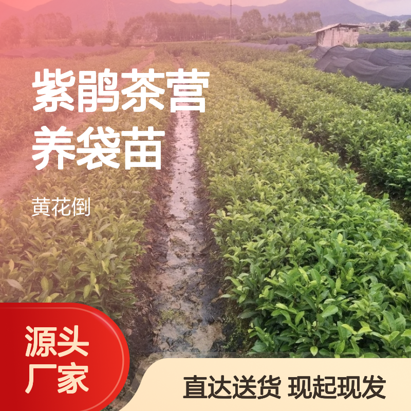 现起现发紫鹃茶营养袋苗 购买数量达到要求全国专线车直达送货