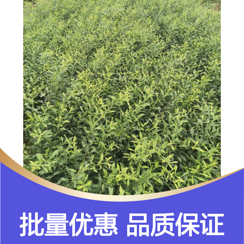伦晚脐橙树苗 批发种植 果实鲜食榨汁皆宜 营养丰富