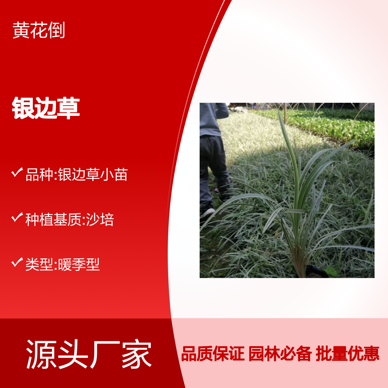 银边草批发 耐寒耐旱 易栽培园林植物 观叶佳品