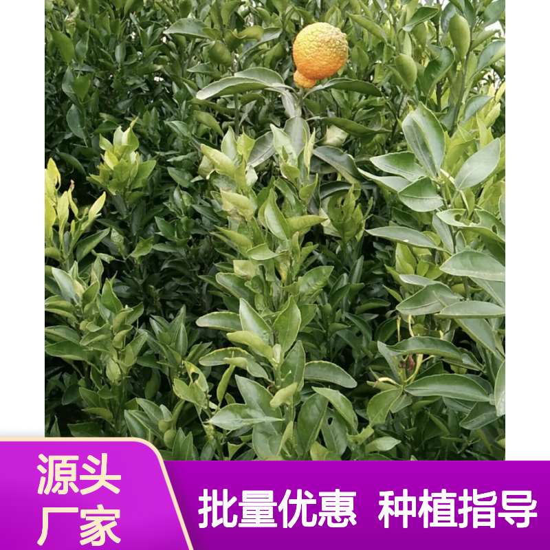 丑柑树苗 批发种植 主产区直供 品质优良 技术指导
