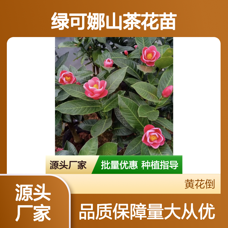 绿可娜山茶花苗 庭院绿化优选 种植园直供 售后无忧