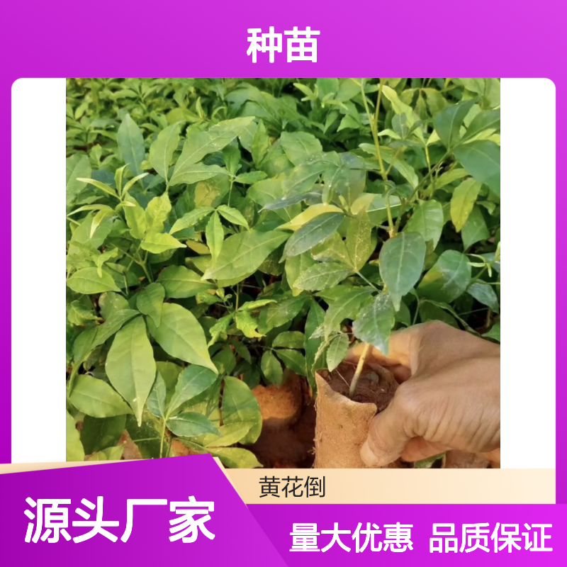 三叉苦种苗 芸香科植物 经济价值高 生长缓慢 适应力强