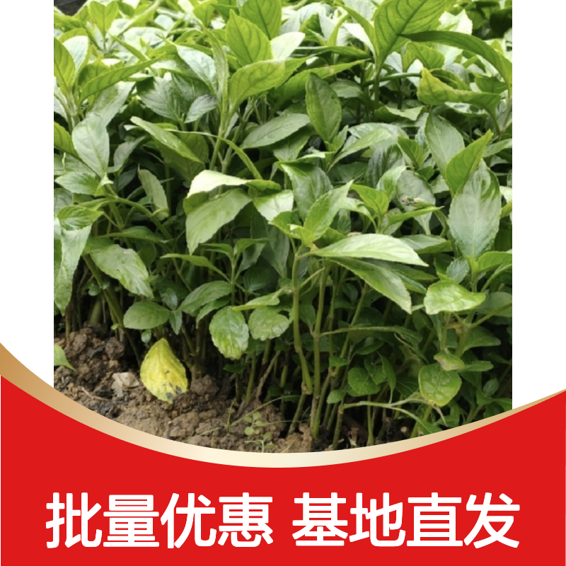 南板蓝根苗 多年生草本 批发供应 品质优良 易于栽培