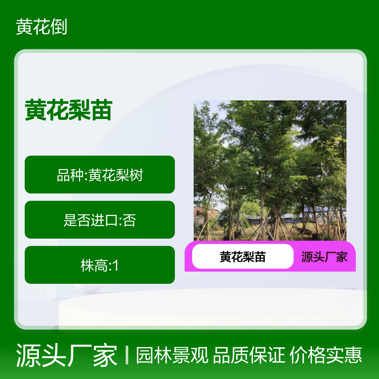 黄花梨苗 名贵木材 园林景观优选 香气持久 不易变形