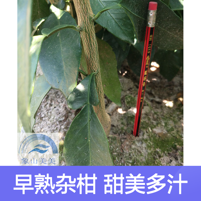 正宗红美人桔子树苗 柑橘新品种 早熟杂柑 20棵起批