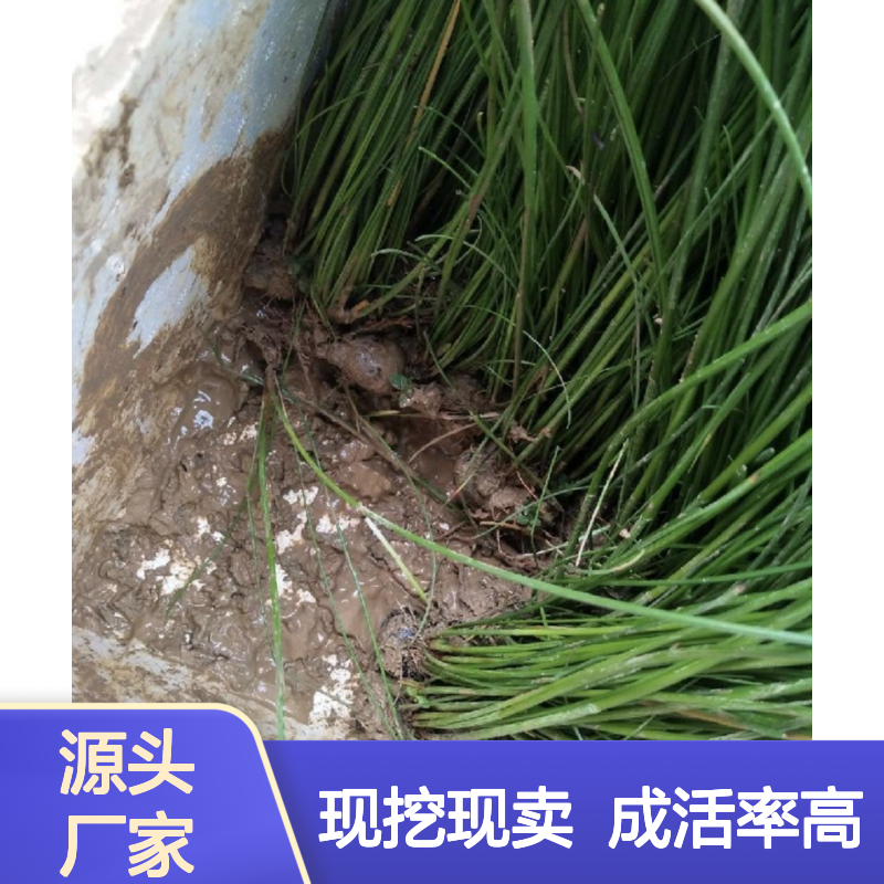 现挖现卖荸荠种苗 多年生根系发达成活高规格齐全