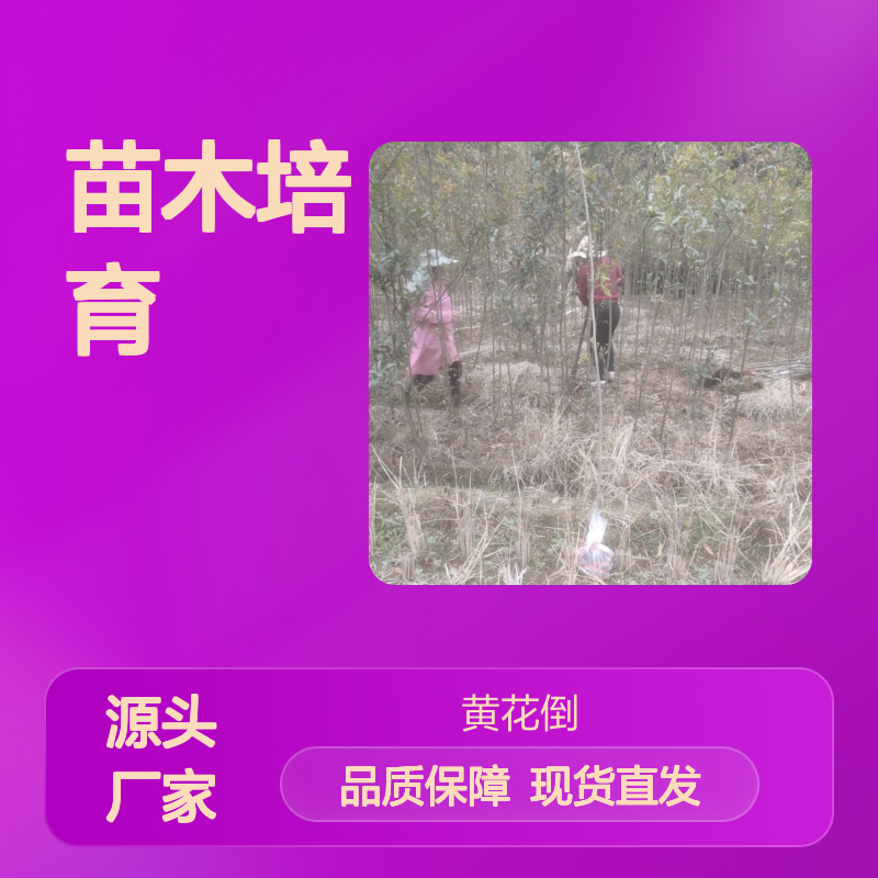 当天起苗 杜英芽苗 苗木培育专业合作 品质优良