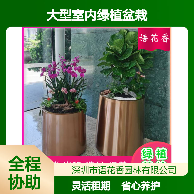 大型室内绿植盆栽 多肉小盆栽组合 大叶富贵竹 上门养护服务