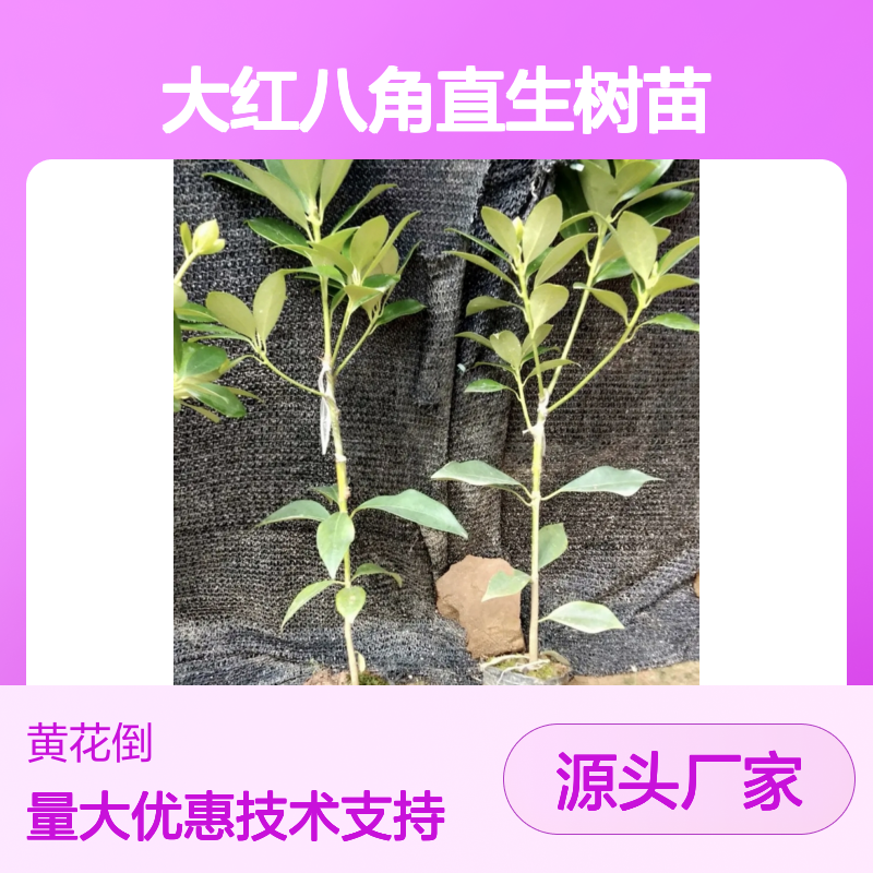 古龙大红八角直生树苗 基地直供 技术支持 管理关键
