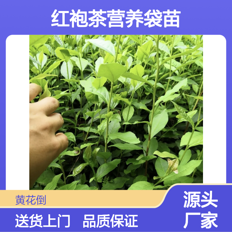 产地一手货源大红袍茶营养袋苗 送货上门包邮欢迎来电洽谈经验分享