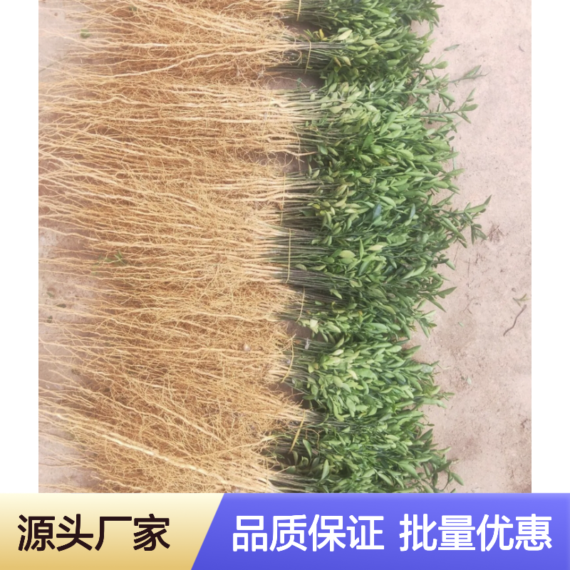 枳橙苗批发 杂交品种 果园优选 抗寒性强 果汁质优