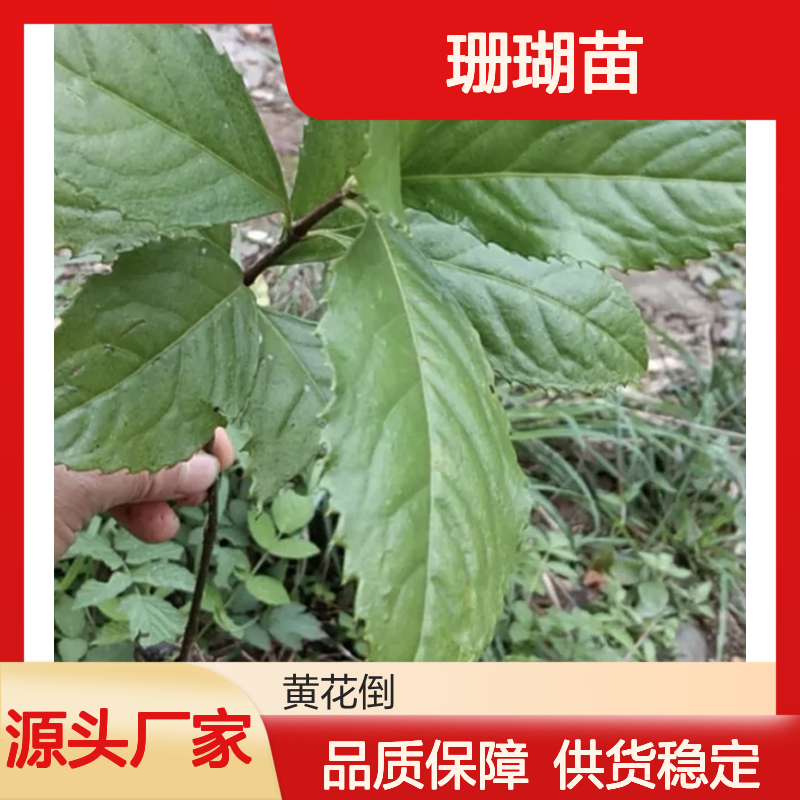 草珊瑚苗批发 常绿灌木草珊瑚 易于移栽 分株繁殖