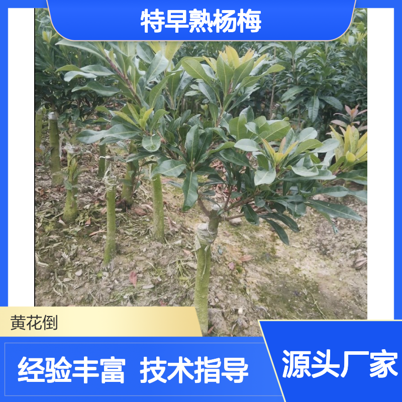 农户直供特早熟杨梅直生苗 全程技术指导 十几年苗木培育经验