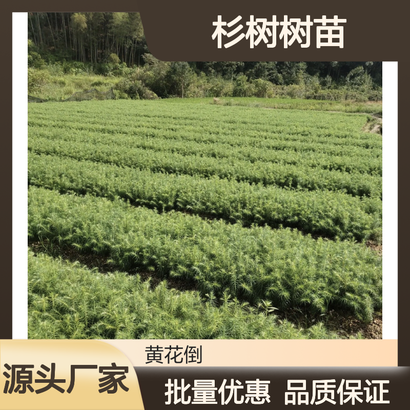 杉树树苗 乔木品种 建筑用材 生长迅速 经济价高