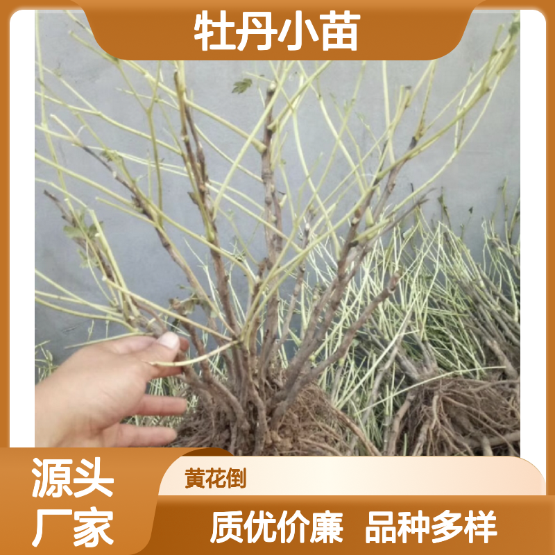 历史名花牡丹小苗 观赏价值高 批量供应 品种丰富