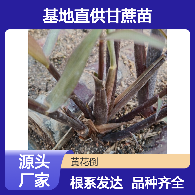 基地直供甘蔗苗 品种齐全质量保证根系发达种植好管理