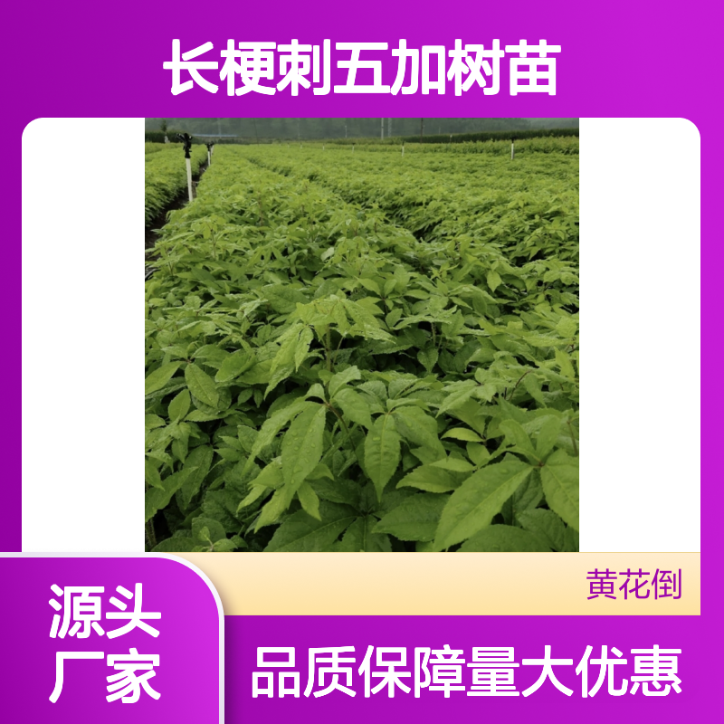 长梗刺五加树苗 百亩主产区直供 批发零售 耐寒耐荫