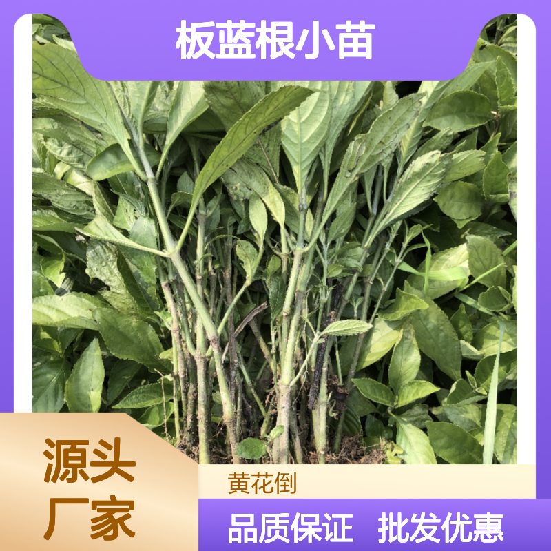 板蓝根小苗 耐寒易活 批发供应 生长迅速 全国栽培