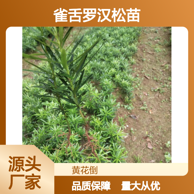 雀舌罗汉松苗 园林优选 常绿乔木 生长旺盛 适应性强