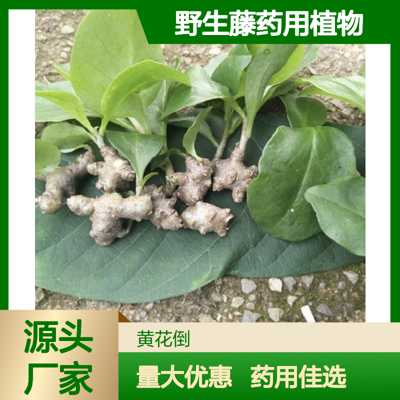 野生藤药用植物 基地直供 药用优选 信誉卓著 技术领先