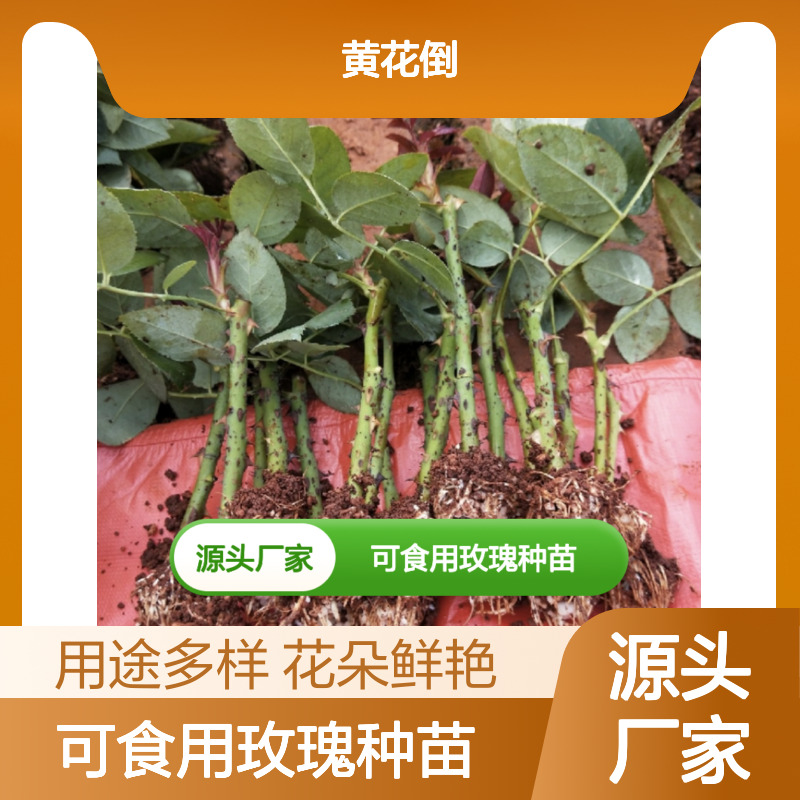 可食用玫瑰种苗 园林植物优选 花朵鲜艳 多品供应