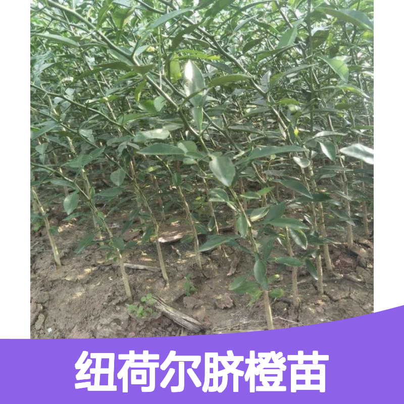 纽荷尔脐橙苗 鲜食榨汁皆宜 果园优选 品种纯正
