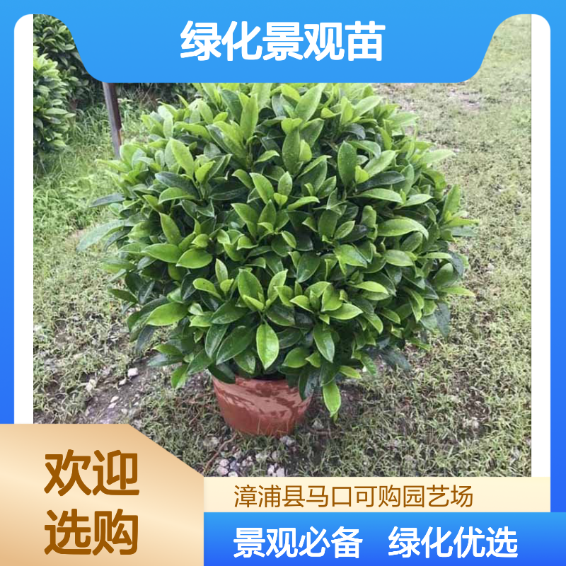可购品牌非洲茉莉球 60100cm株高常色叶灌木 露地栽培绿化景观苗