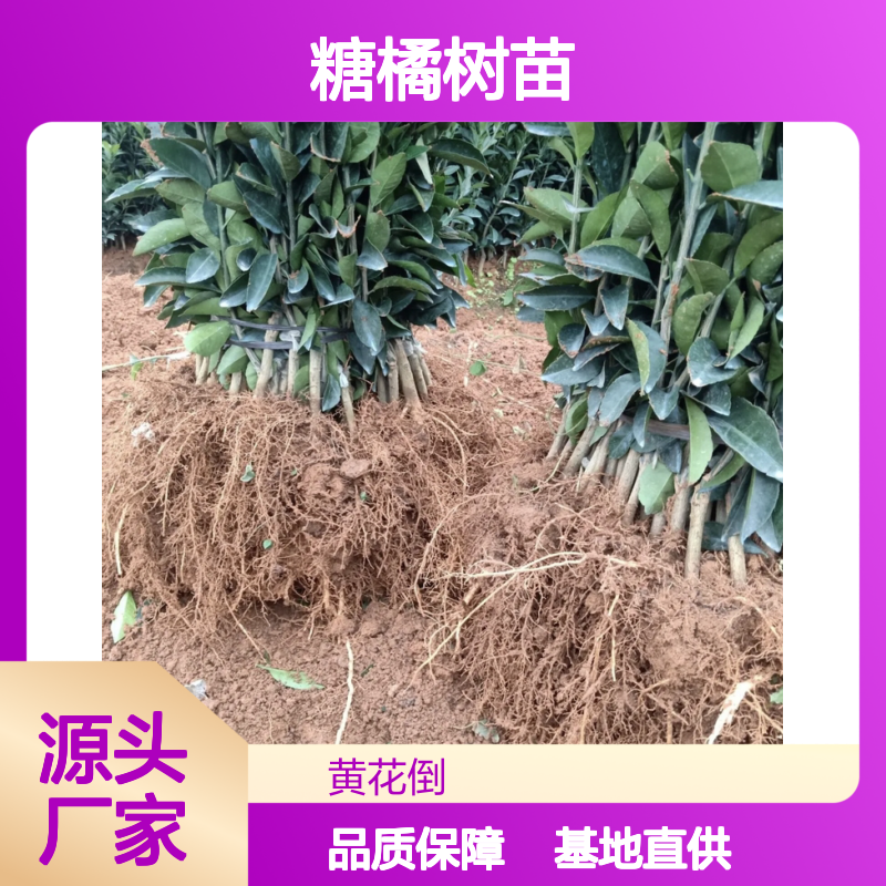 优质美国糖橘树苗 种植技术指导 早产丰产 管理简便
