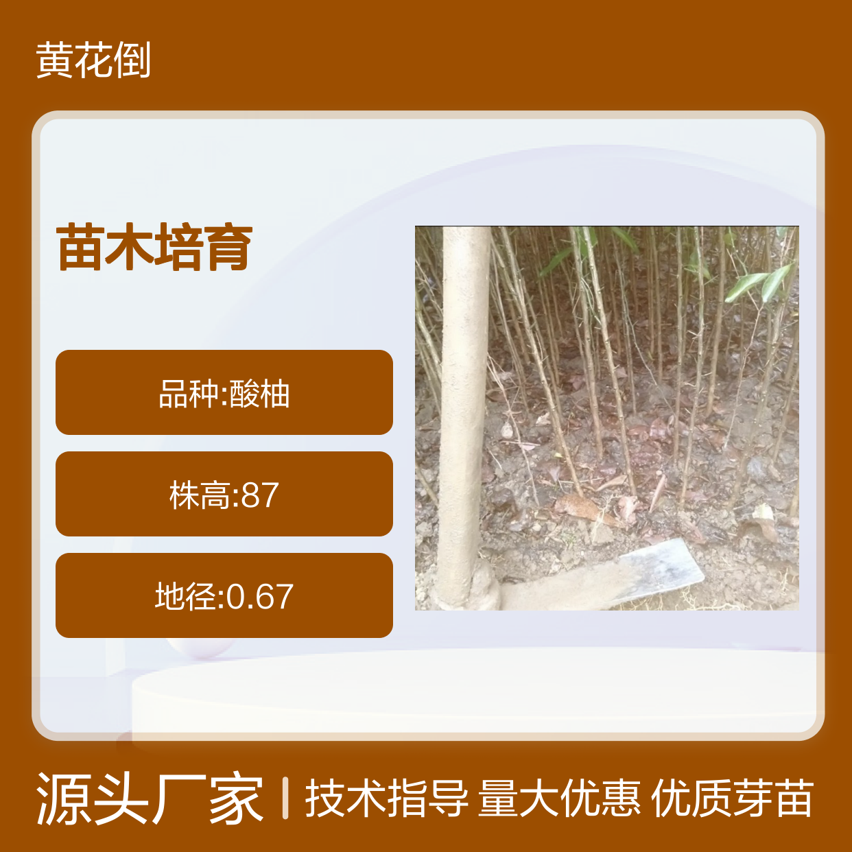 常年基地供应柚子芽苗 全程技术指导 十几年苗木培育经验