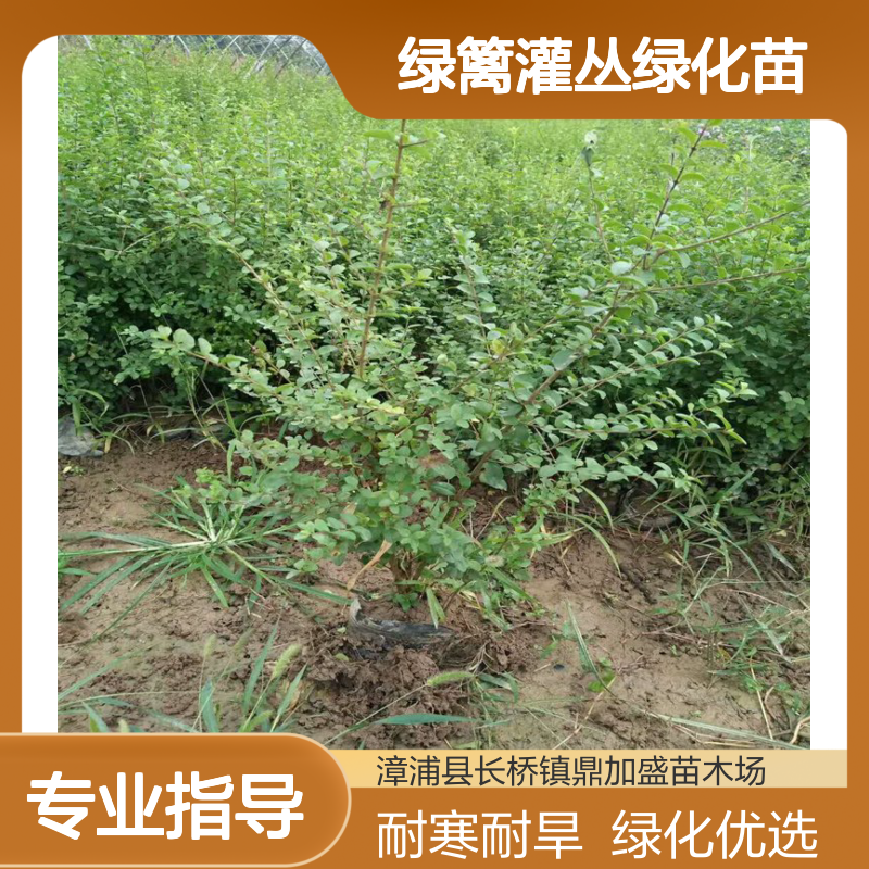 2023开春精品杯苗小叶女贞 耐寒不落叶 龙枝型 绿篱灌丛绿化苗