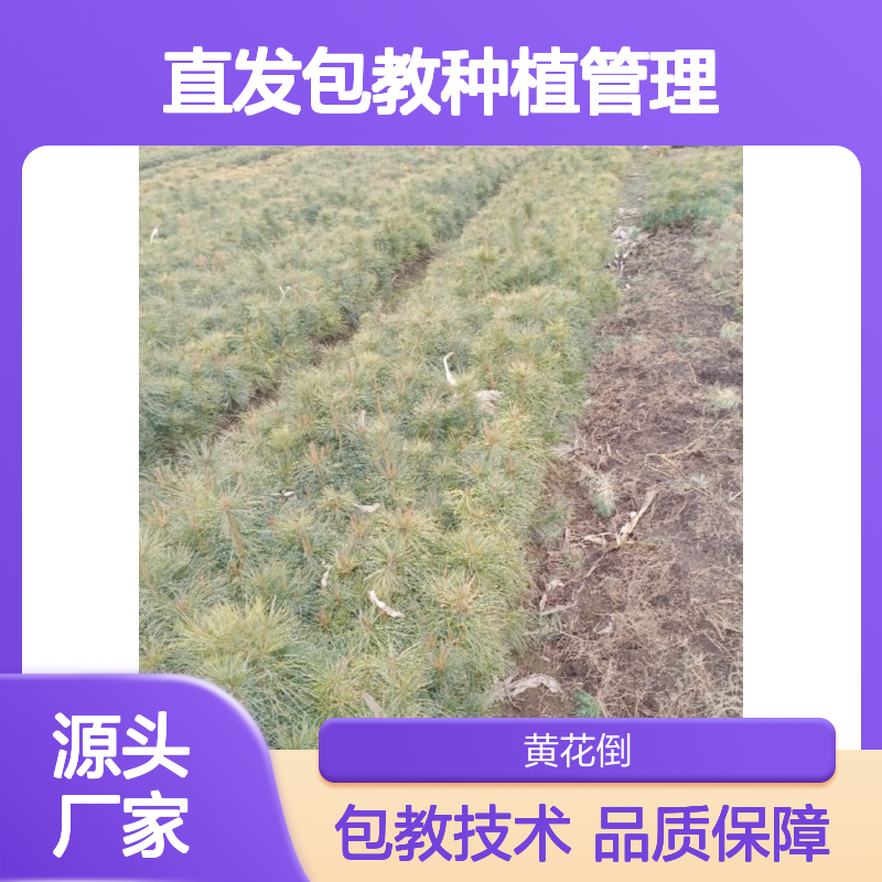 基地直供朝鲜红松苗 包教种植管理 品质纯正 技术指导