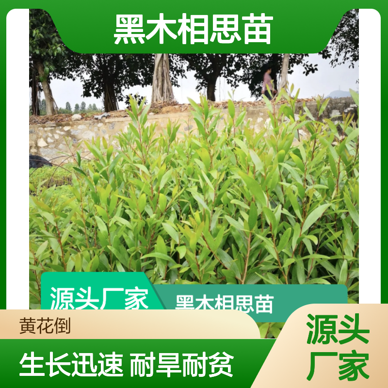 黑木相思苗 绿化荒山优选 耐干旱树种 生长迅速
