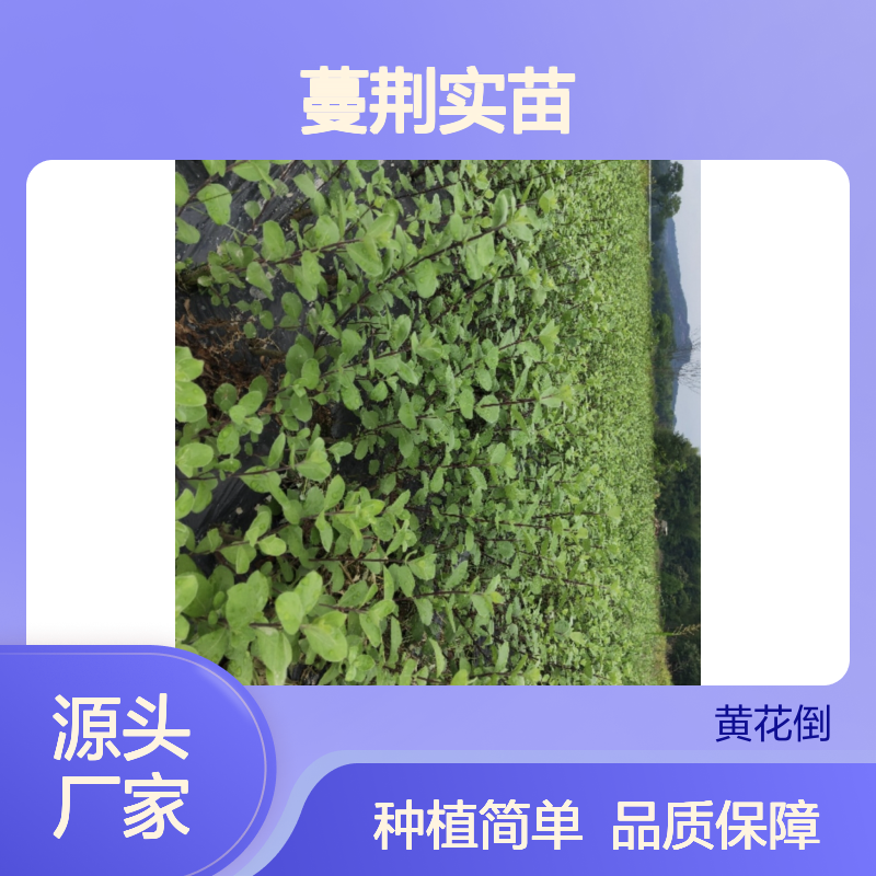 蔓荆实苗 批发种植 园艺优选 生长旺盛 繁殖力强