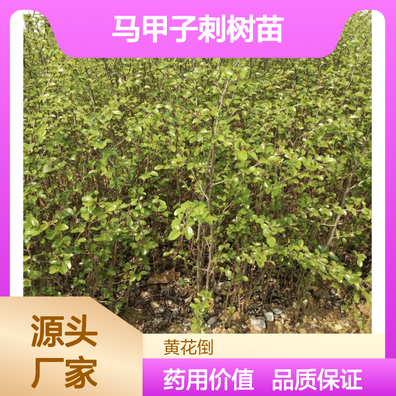 马甲子刺树苗 农具柄材料 绿篱优选 消肿止痛 易于栽植