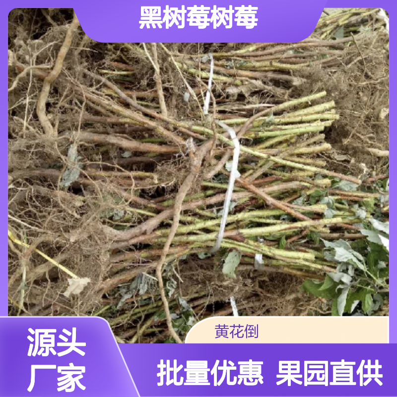 黑树莓树莓基地直供 多年生小灌木果树 品质上等