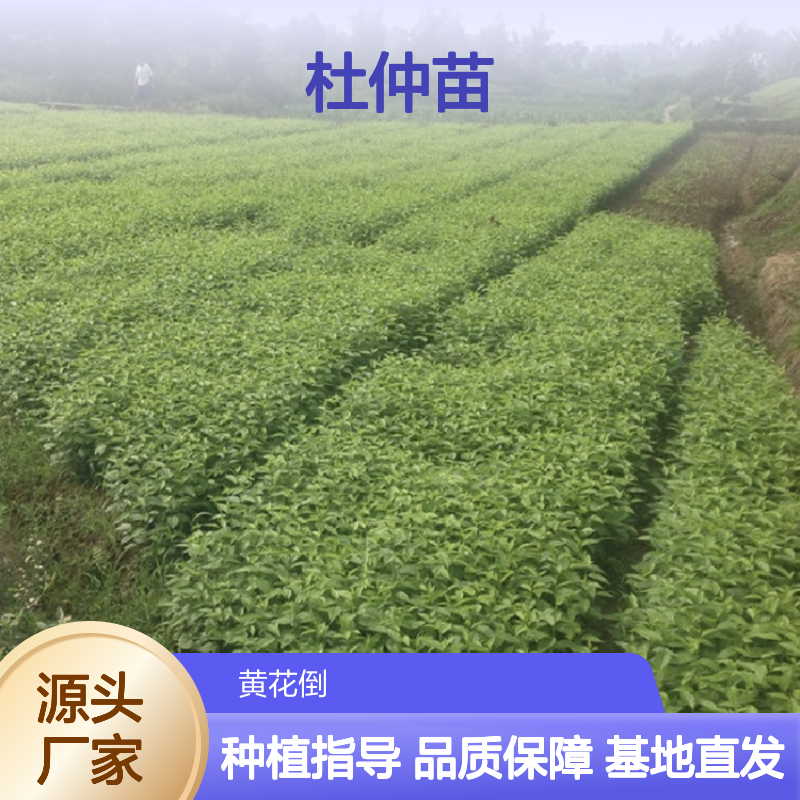 杜仲种植区 优质杜仲苗 批发供应 生长迅速 嫁接繁殖