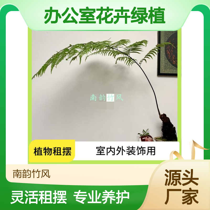 植物租摆 石岩绿植盆栽出 办公室花卉绿植摆放 满一年送一个月