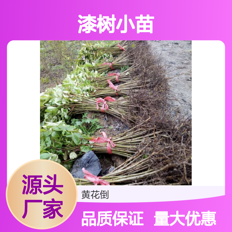 天然涂料树种 漆树小苗基地直供 货源充足 籽可榨油