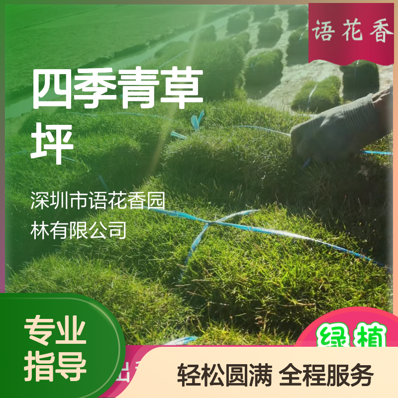 四季常绿草坪 混播四季青 耐修剪易养活 园林绿化优选草种