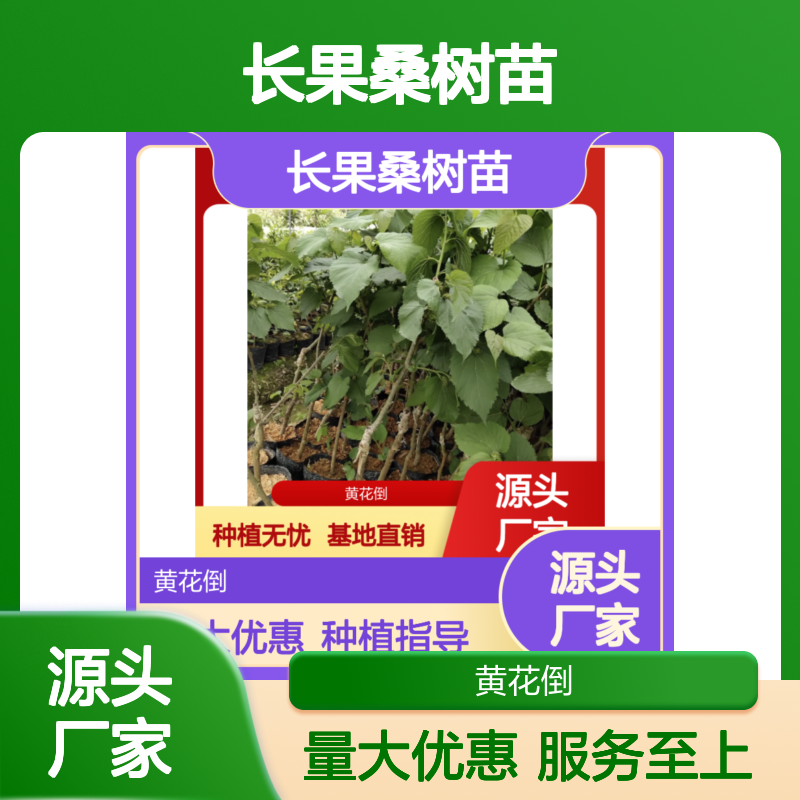 长果桑树苗 园林种植 小乔木果树 技术领先 规模宏大