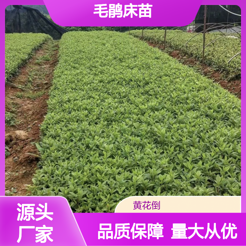 毛鹃床苗 半常绿灌木毛杜鹃 园林植物 花多色艳