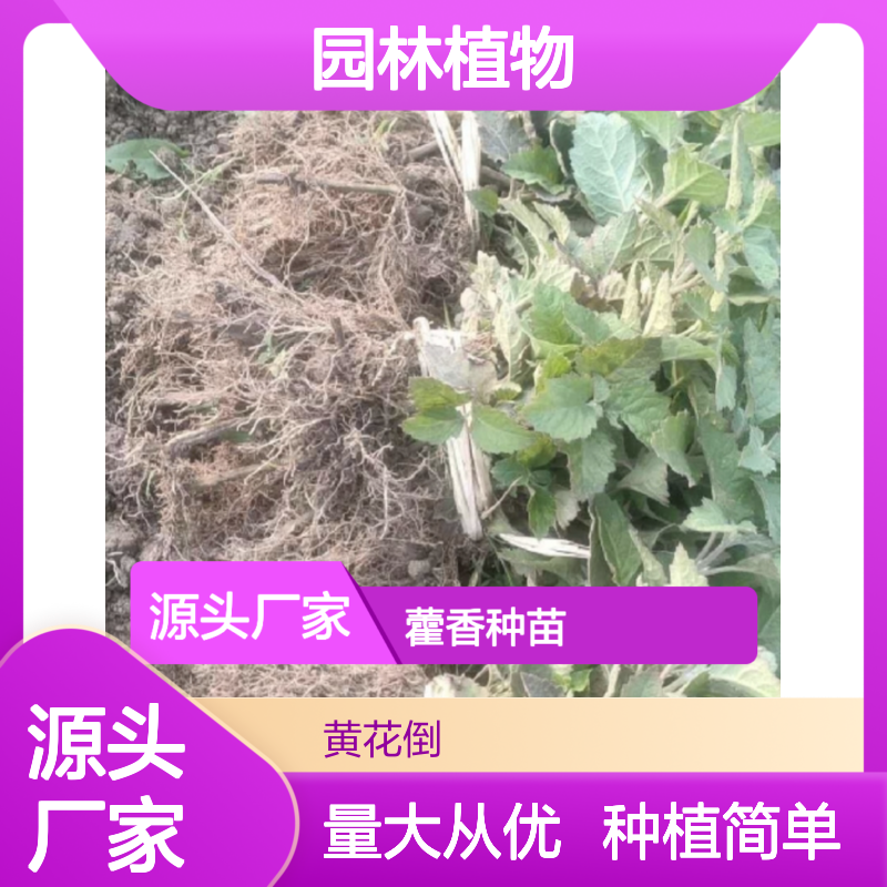 藿香种苗 园林植物 药食同源 基地直供 适应性强