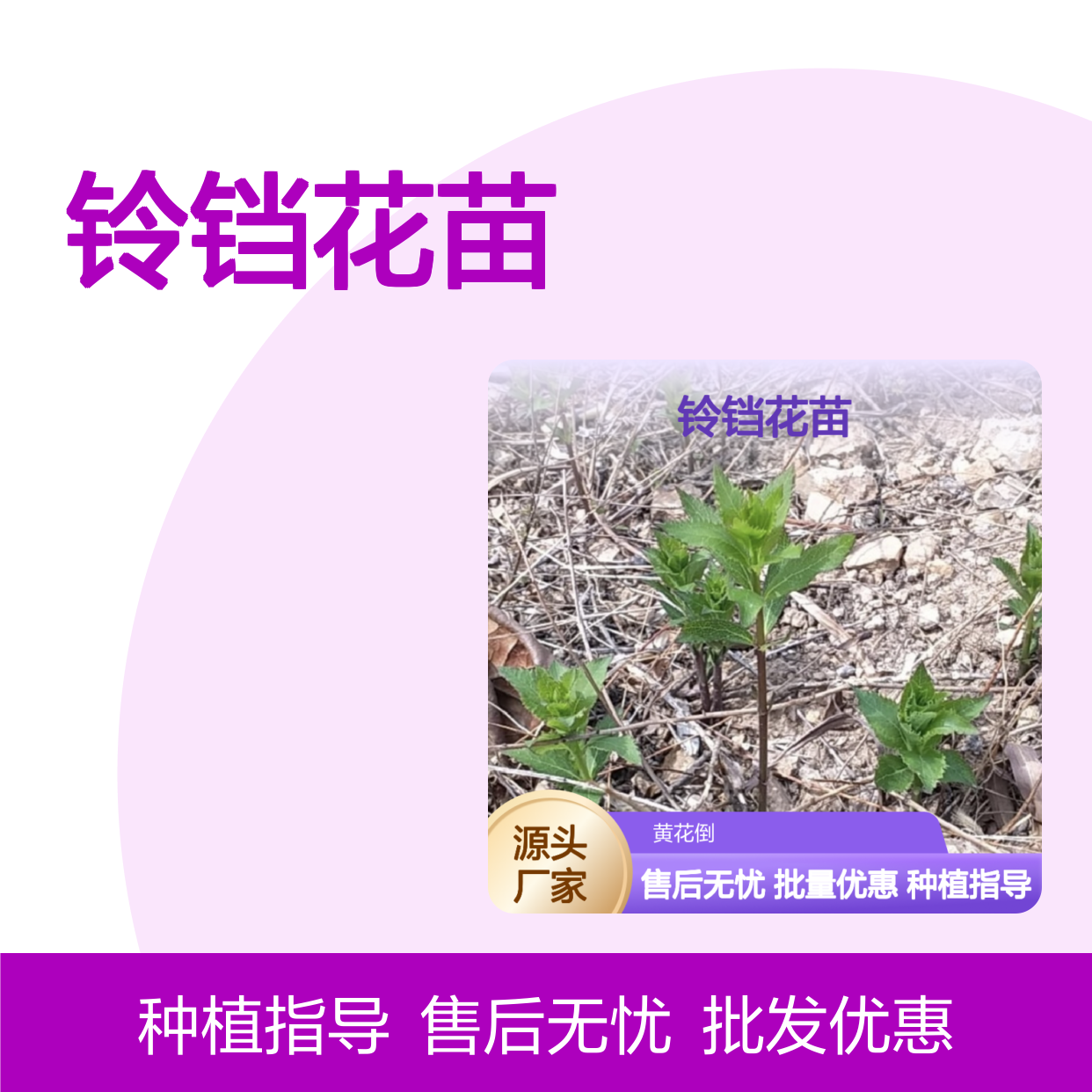 铃铛花苗 批发基地直供 园林植物 品质优良 生长迅速