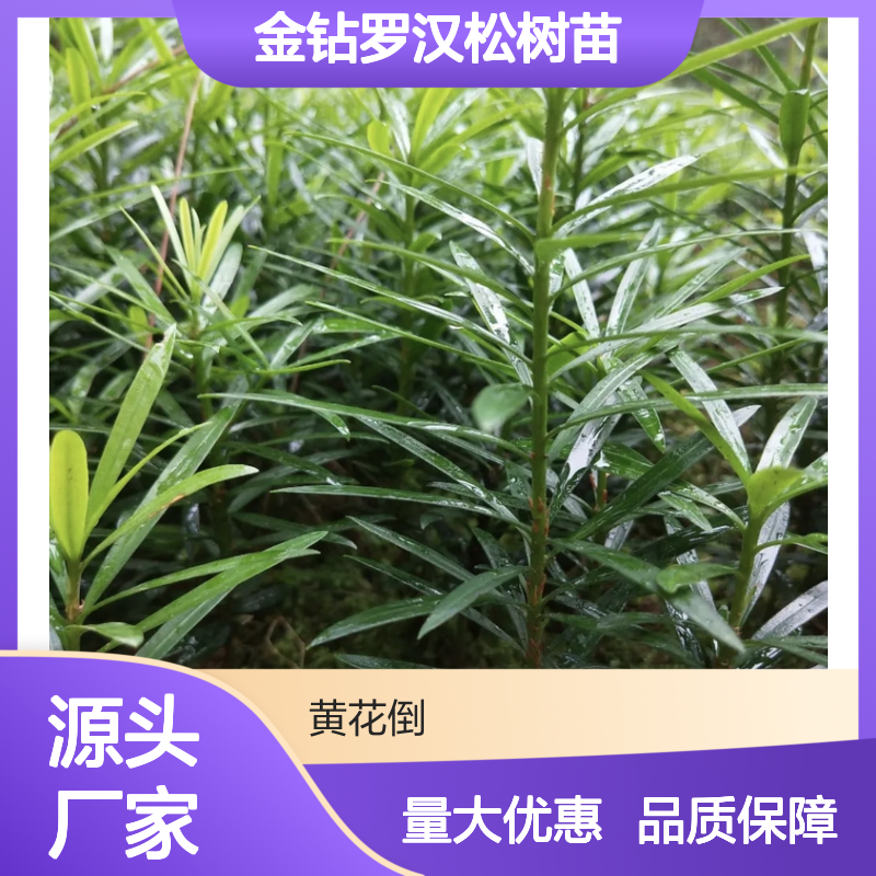 金钻罗汉松树苗 种植区直供 批发基地 成活率高