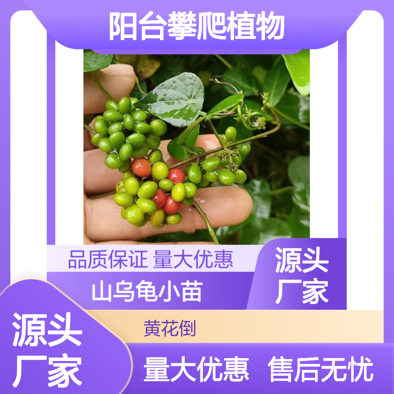 山乌龟小苗 阳台攀爬植物 观叶优选 易养易活 品质保证