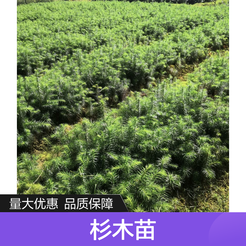 杉木苗批发 优质乔木树种 适用于多种环境 生长快速