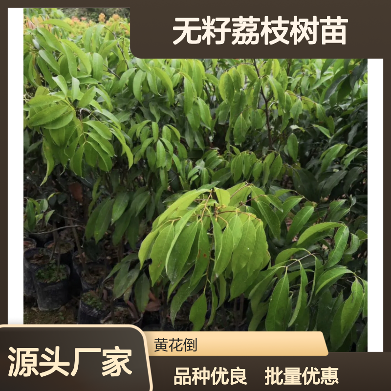 无籽荔枝树苗基地 亚热带果树精选 品质优良 抗寒力强