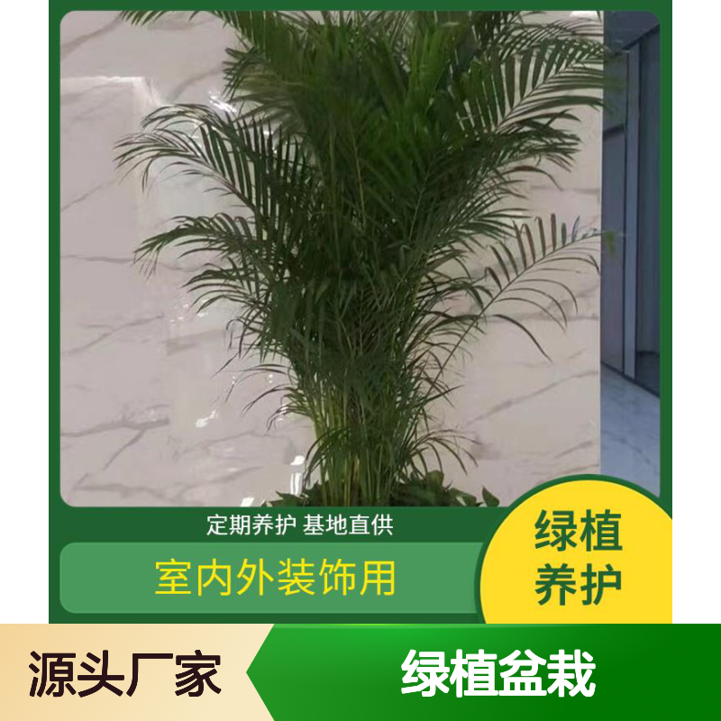 深 圳办公室花草租赁 租植物 绿植盆栽出租 花卉租摆盆栽养护购买配送