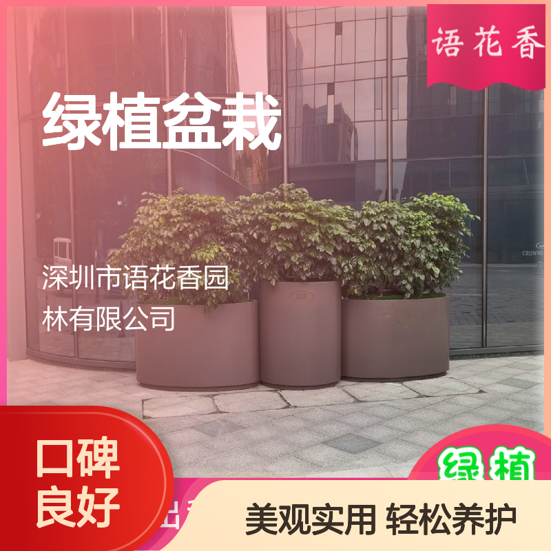 办公室绿植盆栽组合 金钱树油画吊兰散尾葵 室内客厅装饰